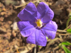 Scaevola calliptera