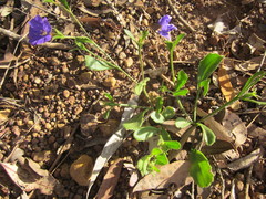 Scaevola calliptera
