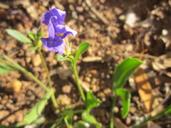 Scaevola calliptera