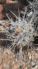 Copiapoa solaris