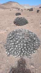 Copiapoa solaris