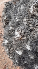 Copiapoa solaris