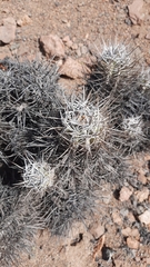 Copiapoa solaris