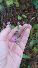 Emilia sonchifolia image