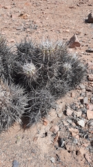 Copiapoa solaris