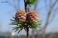 Larix kaempferi