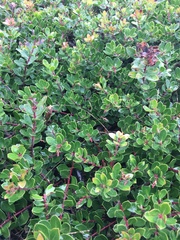 Arctostaphylos nummularia