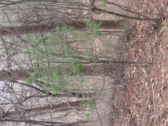 Juniperus chinensis