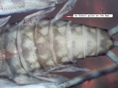 Leucrocuta maculipennis