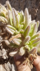 Nolana aplocaryoides