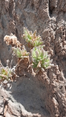 Nolana aplocaryoides