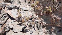 Nolana aplocaryoides