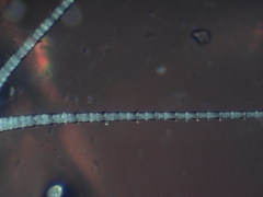 Leucrocuta maculipennis