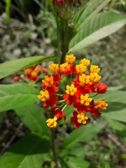 Asclepias curassavica