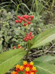 Asclepias curassavica