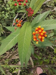 Asclepias curassavica