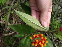 Asclepias curassavica