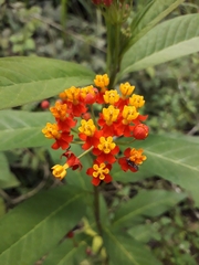 Asclepias curassavica