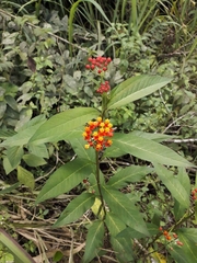 Asclepias curassavica