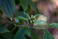 Cornus disciflora