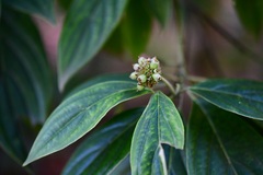 Cornus disciflora