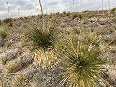 Dasylirion leiophyllum