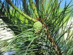 Pinus densiflora