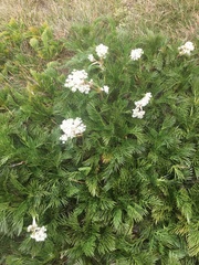 Aciphylla glacialis