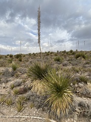 Dasylirion leiophyllum