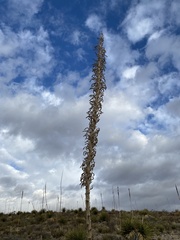 Dasylirion leiophyllum