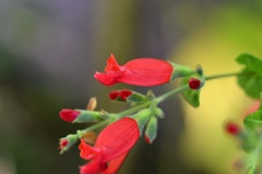 Salvia holwayi
