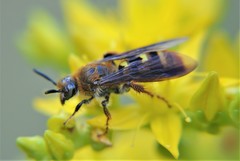 Xanthocampsomeris completa