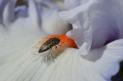 Acmaeodera labyrinthica