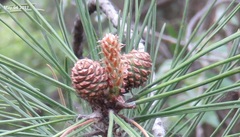 Pinus densiflora