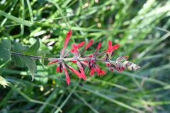 Salvia holwayi