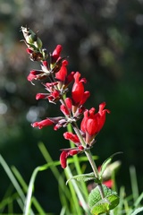 Salvia holwayi