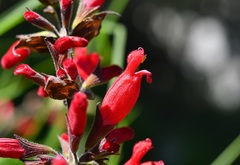 Salvia holwayi