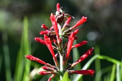 Salvia holwayi
