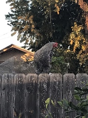 Gallus gallus domesticus