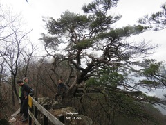 Pinus densiflora