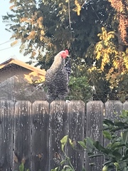 Gallus gallus domesticus