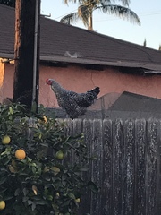 Gallus gallus domesticus