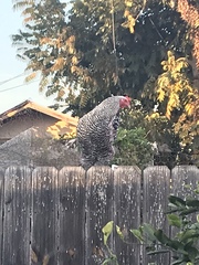 Gallus gallus domesticus