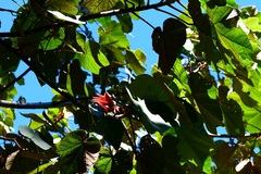 Chiranthodendron pentadactylon