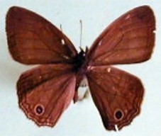Cissia themis
