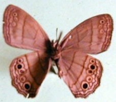 Cissia themis