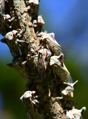 Platycotis tuberculata