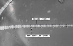 Leucrocuta maculipennis