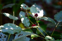 Rubus pringlei