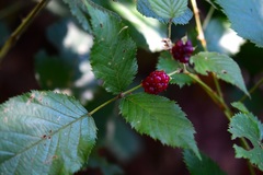 Rubus pringlei
